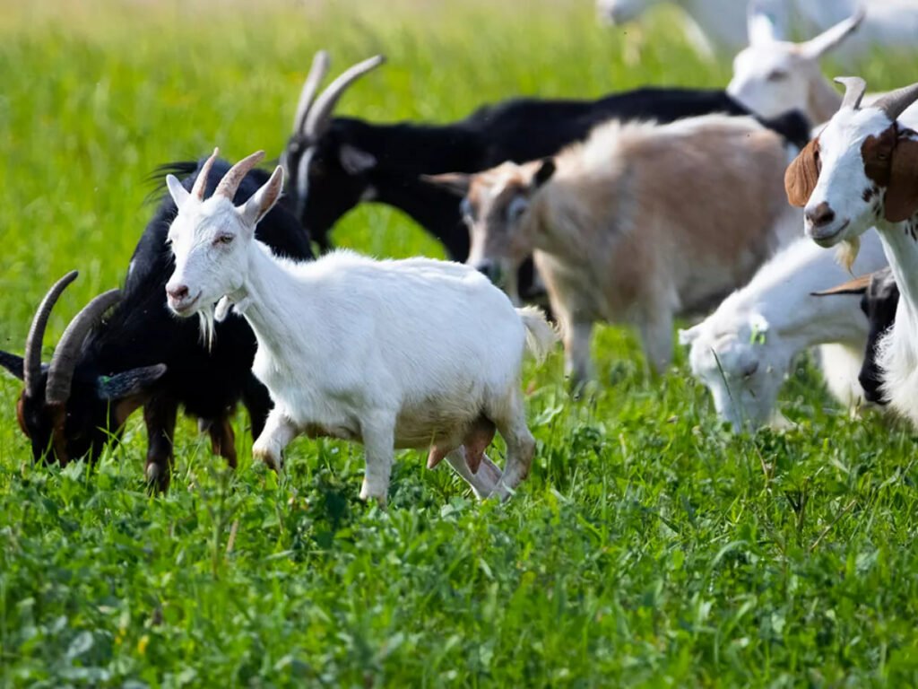 1707705446 129 بزها می‌توانند شاد یا عصبی‌بودن انسان‌ را از طریق صدای