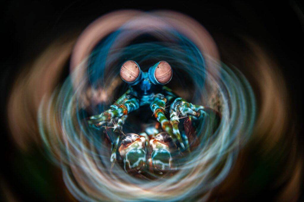 1724081653 492 فینالیست‌های مسابقه عکاسی اقیانوس 2024 اشکار شدند عکس اسکوار