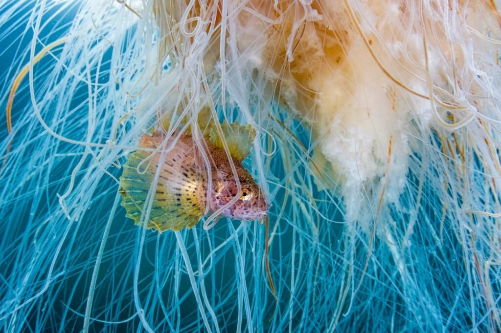 برگزیدگان مسابقه عکاسی اقیانوس سال ۲۰۲۴ معارفه شدند + عکس_اسکوار 25 لنگر ماهی تاج دار عروس دریایی یال شیری