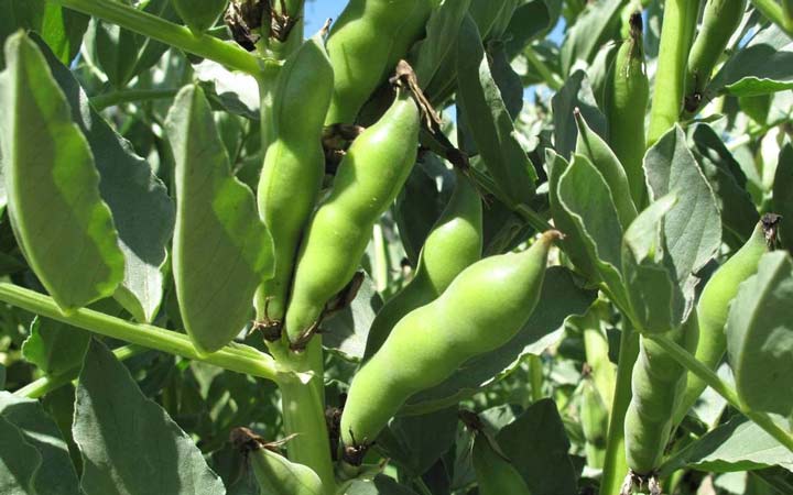خواص باقلا و خواص باقلا پخته؛ ۶ خاصیت درمانی یکی از غنیترین منبع های فیبر_اسکوار 26 خواص باقلا - گیاه باقلا