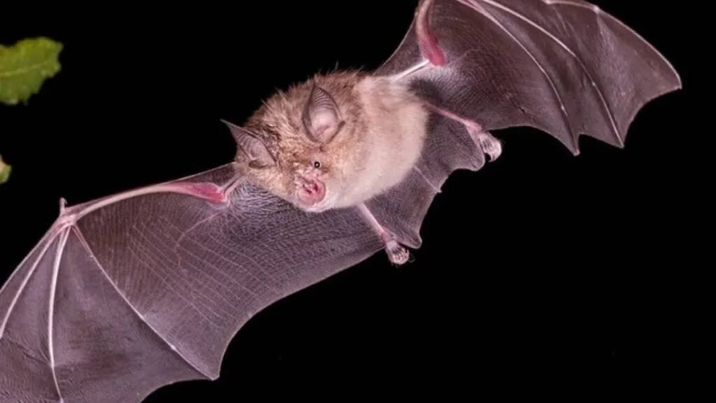 کشف ویروس های جدید و قابل انتقال به انسان در خفاش های چین
