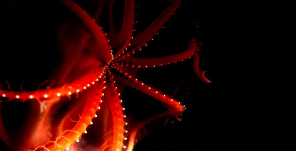 1756764956 362 9 عکس شگفت‌انگیز از دنیای درخشان و مرموز اعماق اقیانوس اسکوار