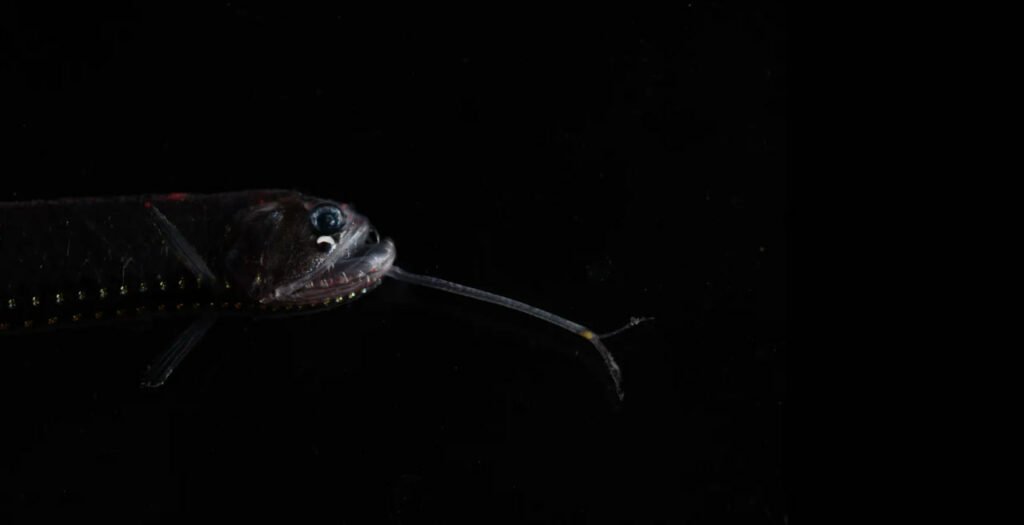 1756764956 484 9 عکس شگفت‌انگیز از دنیای درخشان و مرموز اعماق اقیانوس اسکوار