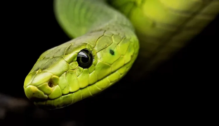 1758836553 524 تعبیر خواب مار؛ تعبیر دیدن خواب انواع مار اسکوار.webp