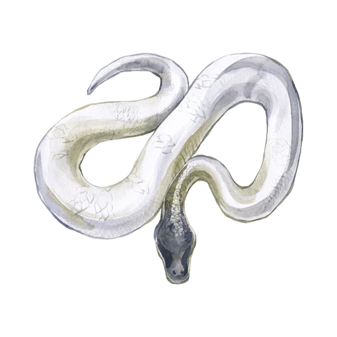 1758836556 482 تعبیر خواب مار؛ تعبیر دیدن خواب انواع مار اسکوار.webp